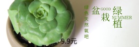 盆栽绿植特价粉丝狂欢节banner图片