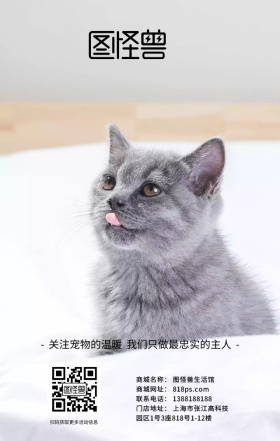 宠物狗狗动物海报