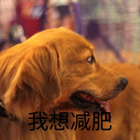 喵星人犹豫我想减肥可爱恶搞手机表情包