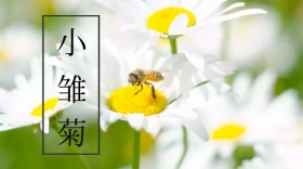 植物类花语红包公众号封面图