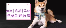 猫粮测评推荐卡通可爱公众号封面