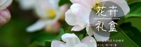 花卉礼盒送礼礼品海报