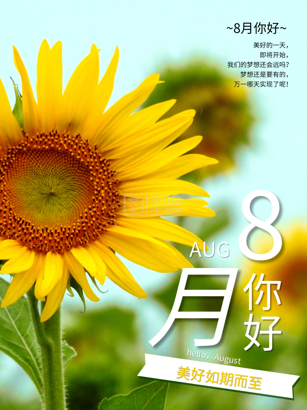 你好八月向日葵简约海报