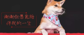 宠物感言公众号封面