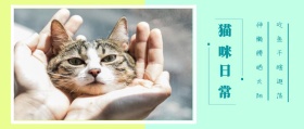 猫咪 日常 吃鱼干瞎逛荡 伸懒腰晒太阳 可爱卡通猫之日公众号封面