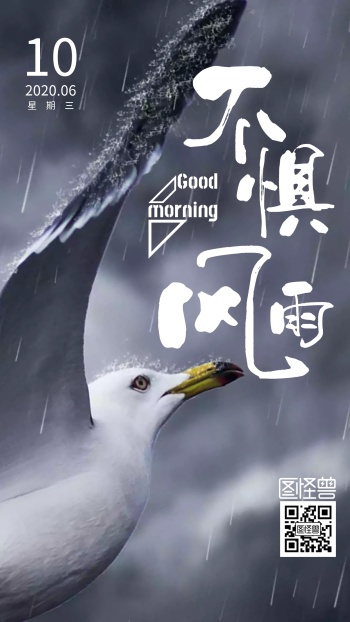 海鸥摄影不惧风雨早安日签