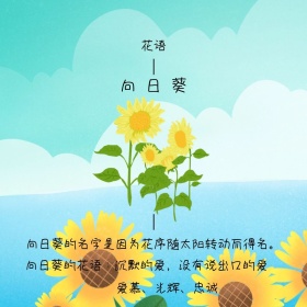 向日葵花语简约白色蓝色方形配图