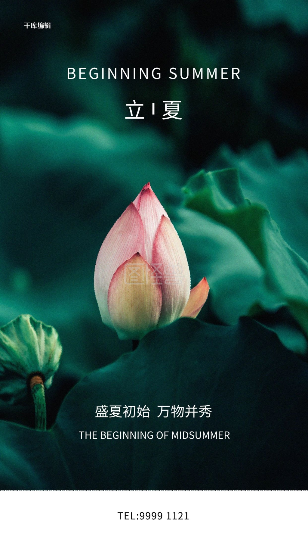 立夏荷花绿色写实海报