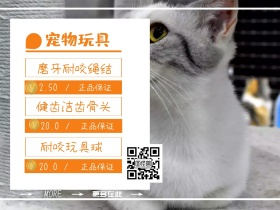 宠物玩具简约主营产品公众号配图