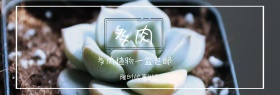 多肉植物促销banner模板