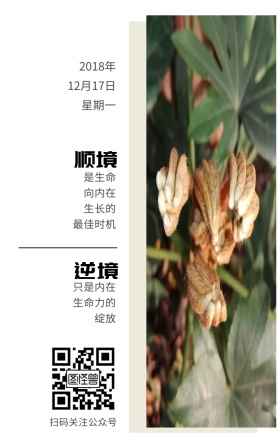 枝条藤蔓文艺生命力励志日签扫码关注公众号