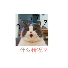 什么情况猫咪表情包