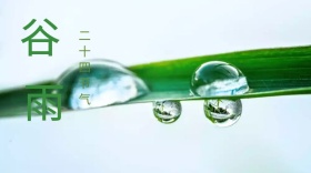 谷雨清新二十四节气公众号封面模版