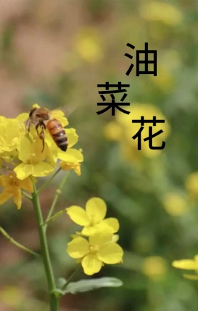 油菜花海蓝天婺源徽派建筑旅游宣传海报