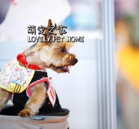萌宠之家可爱黄色