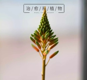 治愈系植物朋友圈封面