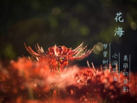 蓝色摄影赏花踏青背影情感公众号正方形配图