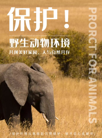 保护动物生存环境海报白色简约英文