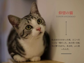 日系文艺可爱小清新宠物猫咪公众号配图