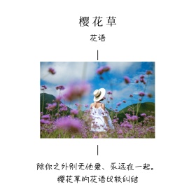 樱花草花语简约花朵白色方形配图