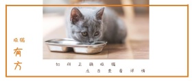 吸猫 有方 如何正确吸猫 点击查看详情 可爱卡通猫之日公众号封面