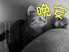 晚安问候可爱猫咪萌宠公众号配图