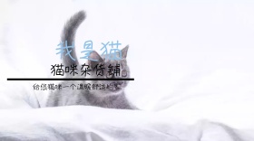 猫咪杂货店红包公众号封面