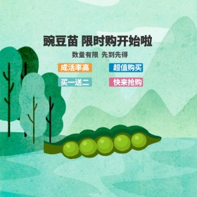 豌豆苗限时购直通车