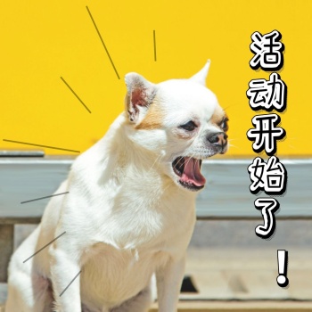 黄色搞笑狗子活动开始了表情包