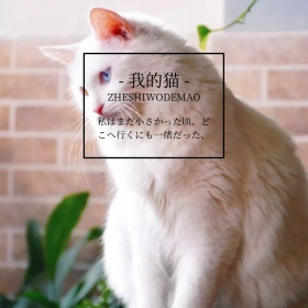 蓝色简约日系情感猫咪通用公众号配图