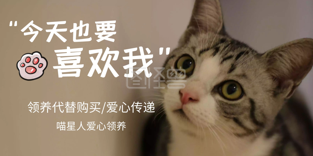 摄影风可爱宠物动物领养横板海报