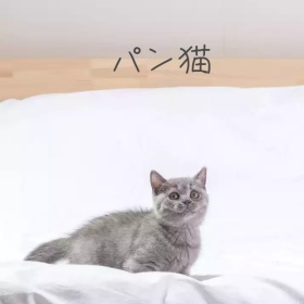 面包猫手机微博封面