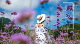 薰衣草紫色海洋花草树木公众号封面模版