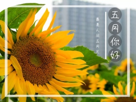 五月你好小清新公众号封面图模版