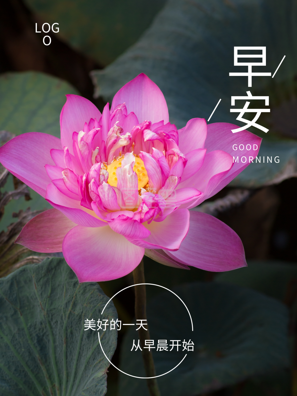 朋友圈暖心早安问候花卉摄影图海报