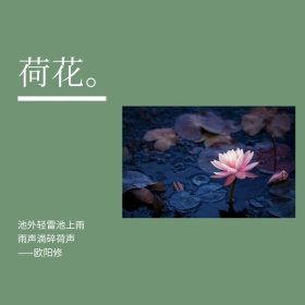 绿色文艺淡雅荷花风景公众号配图