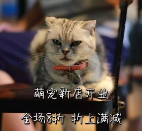 萌宠新店开业