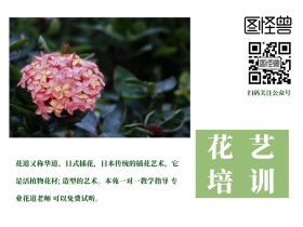 职业技能培训花艺培训班简约公众号配图
