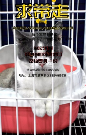 宠物生活用品促销海报