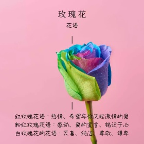 玫瑰花花语简约白色方形配图