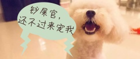 萌宠公众号封面