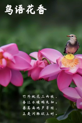 鸟语花香简约情感简约公众号配图