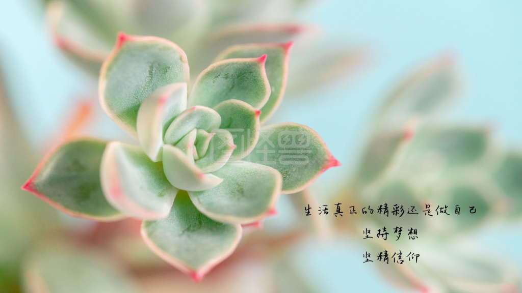 多肉植物励志文字坚持梦想电脑桌面壁纸