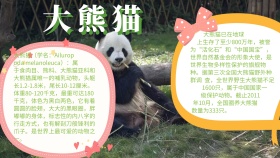 有关动物的手抄报大熊猫