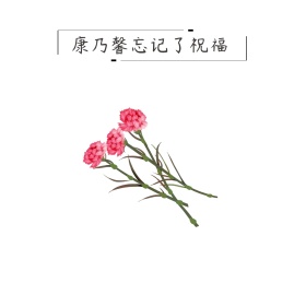 康乃馨忘记了祝福朋友圈封面