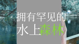 水上森林红包公众号封面