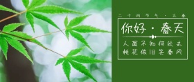 立春叶子立春绿色小清新公众号封面