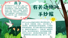 有关动物的手抄报宣传