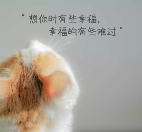 灰色猫咪简约朋友圈封面
