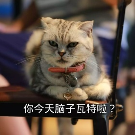 你今天脑子瓦特啦猫咪搞笑表情